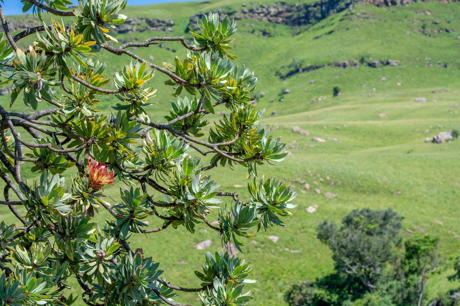 Lolambazo Country House & Cottage - Giants Castle Drakensberg Mahlutshini Zimmer foto